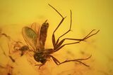 Detailed Fossil Fly (Diptera) In Baltic Amber #58074-1